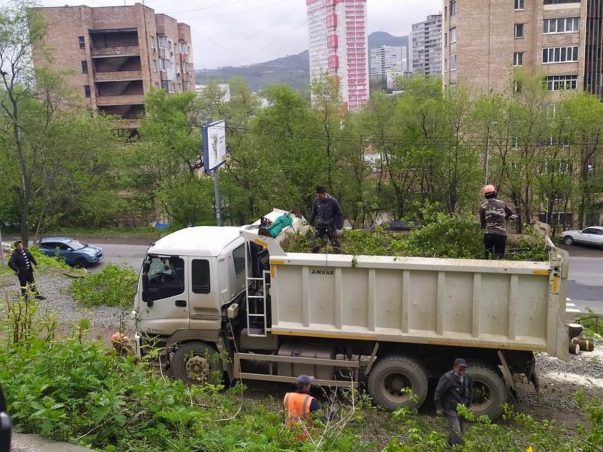 Срубленные деревья вывозят с территории Фото: Милана СОКОЛ
