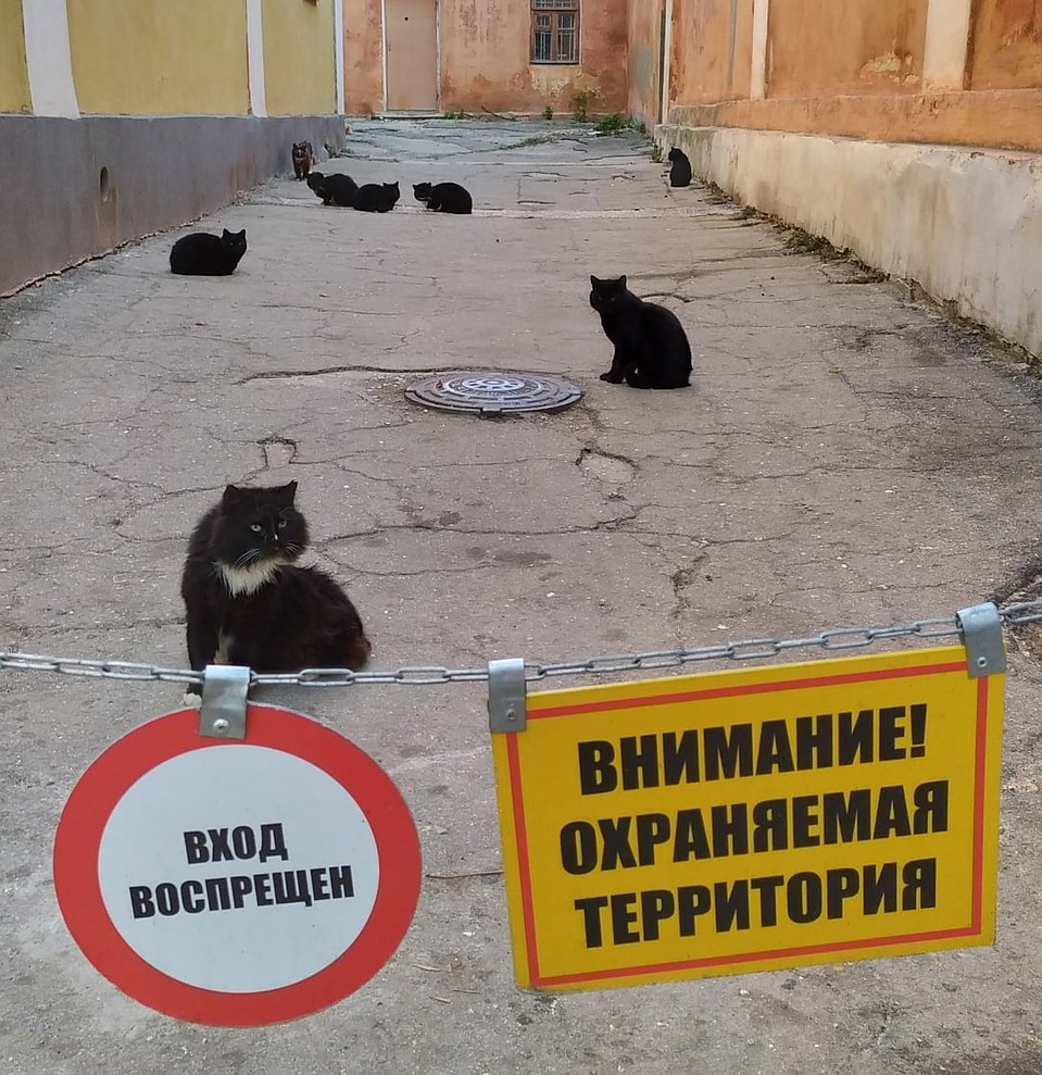 Людям запрещено, а котам позволено. Фото: Ольга Руденко/Моя Феодосия/Vk