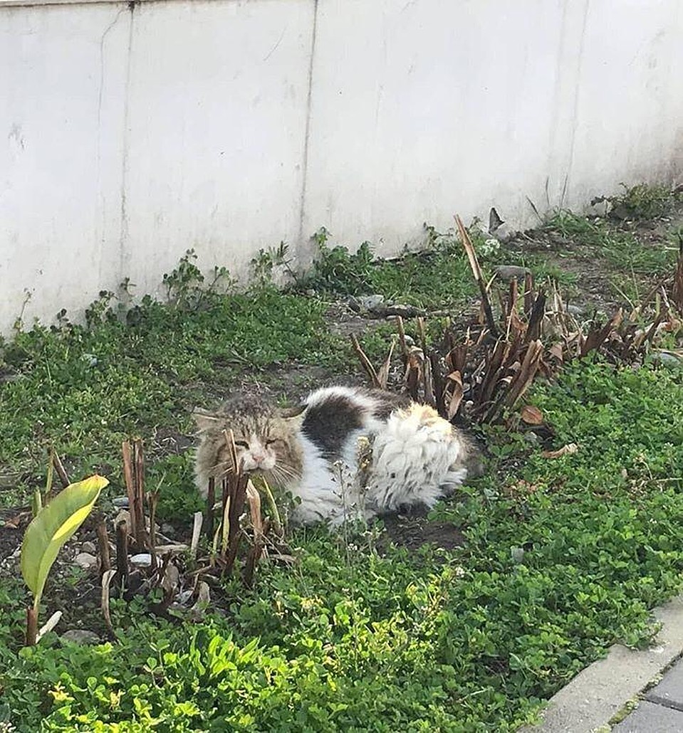 Таким Олимпа нашли в траве