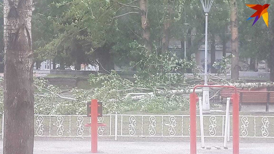 Несколько деревьев повалило на Бульваре культуры (Уралмаш). Фото: читатели "КП"