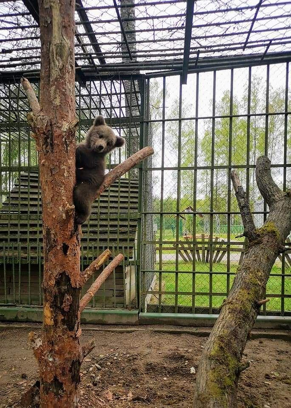 Фото предоставлено Березинским заповедником.