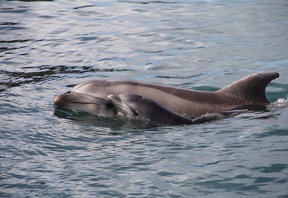 Фото: www.instagram.com/delfinariy.utrish