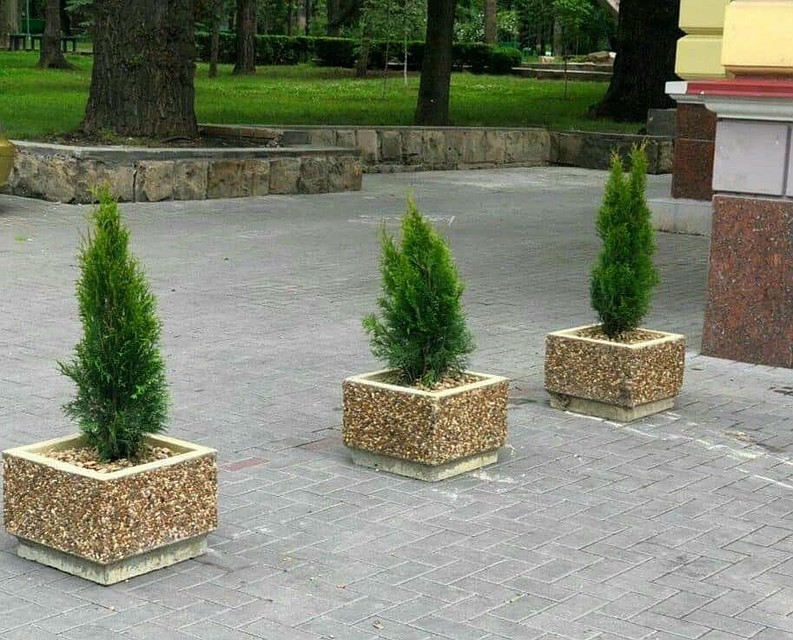 Клумбы у кинотеатра "Патрия". Фото: пресс-служба столичной администрации