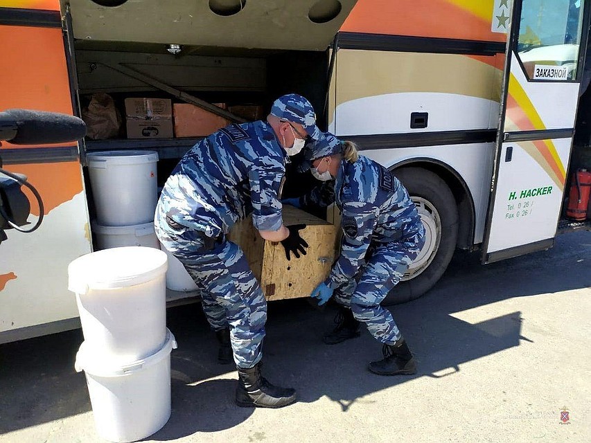 Полицейские обратили внимание на странный деревянный ящик в багажном отделении. Фото: ГУ МВД по по Волгоградской области