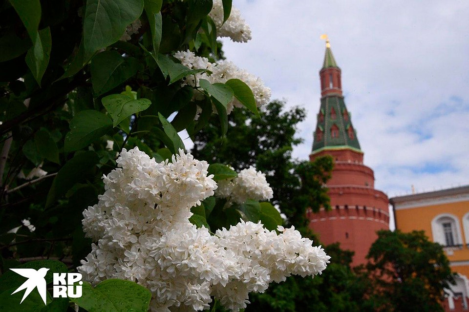 этом году цветение запоздало на несколько недель и сиреневые кусты до сих пор радуют многообразием оттенков Фото: Михаил ФРОЛОВ