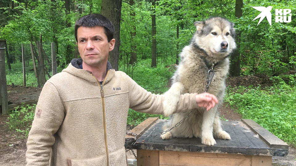 История этнопарка «Кочевник» когда-то началась с покупки маламута Фото: Александр РОГОЗА