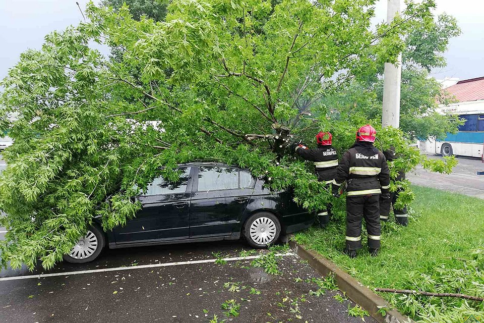 Стихия валила деревья. Пострадали три автомобиля. Фото: МЧС.
