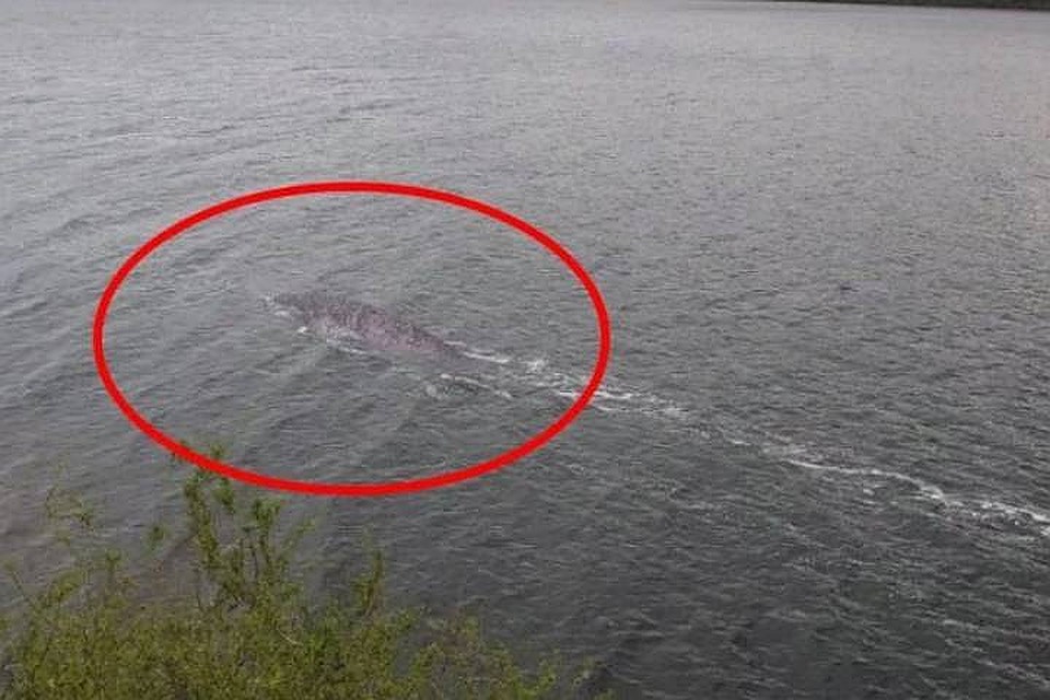 Существо явно не маленькое. Фото: Youtube/Unexplained Mysteries