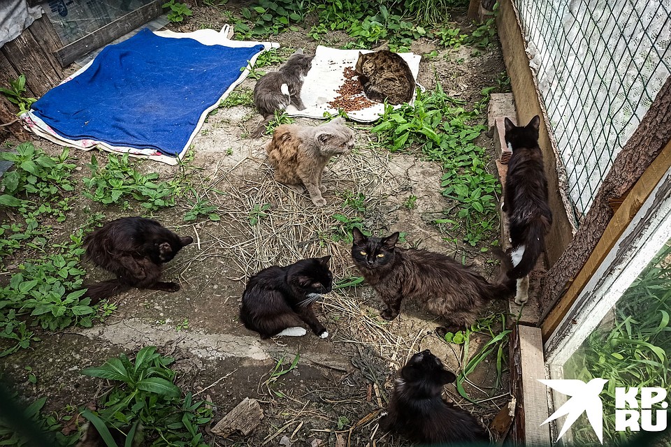 Восемь бродячих котов нашли свой новый дом. Фото: Алена МАРТЫНОВА