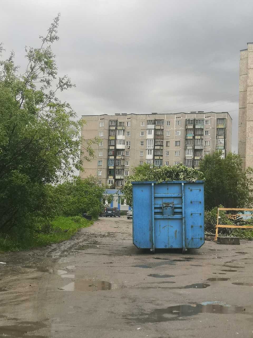Мурманчане не смогли равнодушно смотреть, как спиливают десятки деревьев. Фото: vk.com/myrosta51