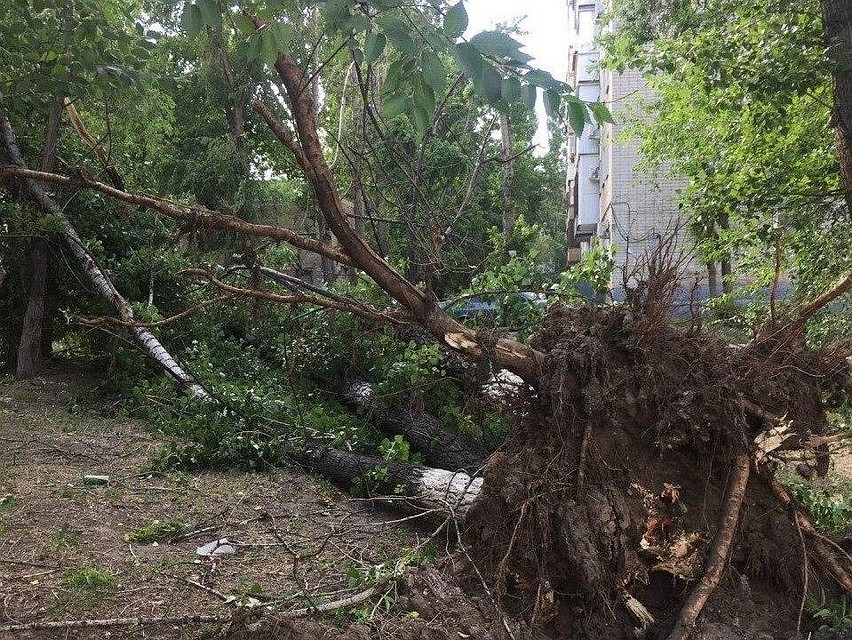 Дерево оказалось вырвано почти с корнем. Фото из соцсетей