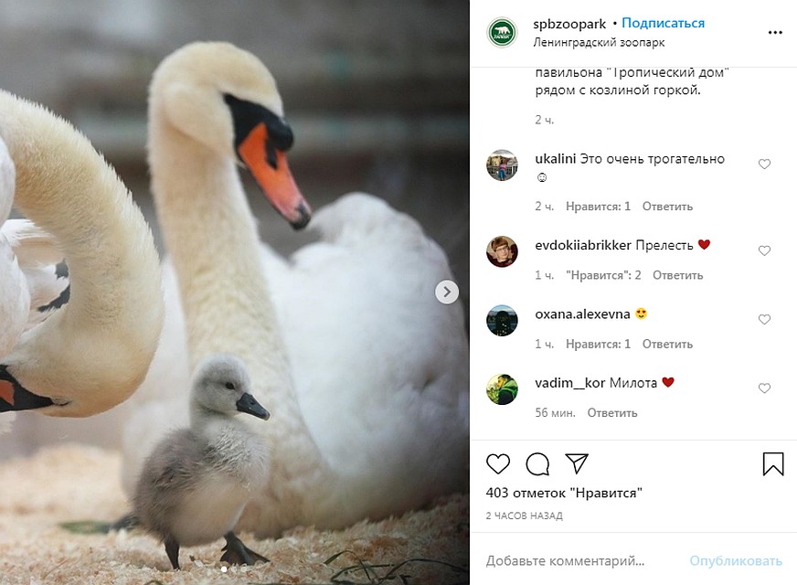 Малыш не отходит от родителей. Фото: instagram.com/spbzoopark