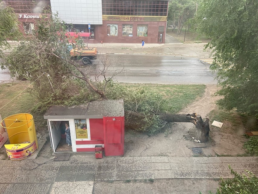 Ветер ломал деревья в Балакове. Фото соцсетей