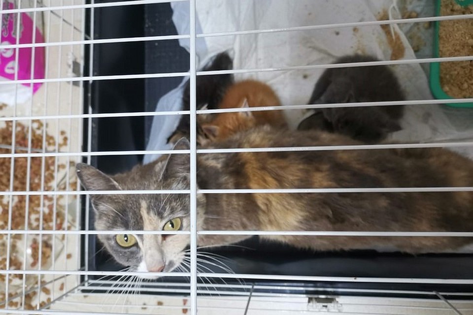 Котята с братиком не воюют, живут в мире. Фото: предоставлено ветеринарной клиникой «Кот и Пес».