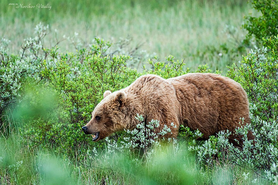 Медведей лучше фотографировать издалека. Фото: Виталий Новиков
