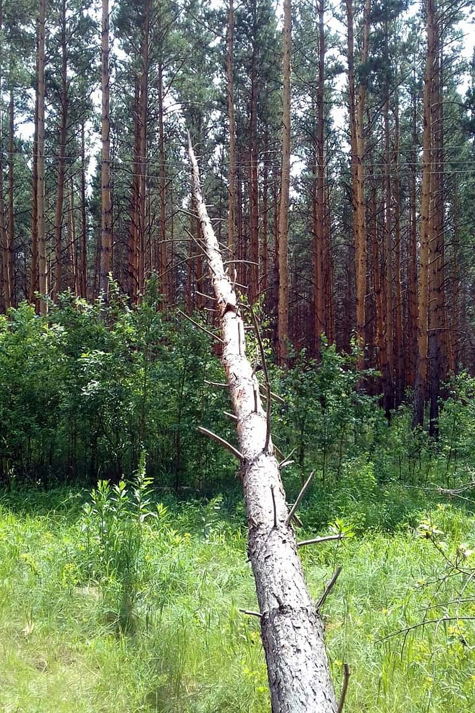 Фото предоставлено пресс-службой АО «РЭС».