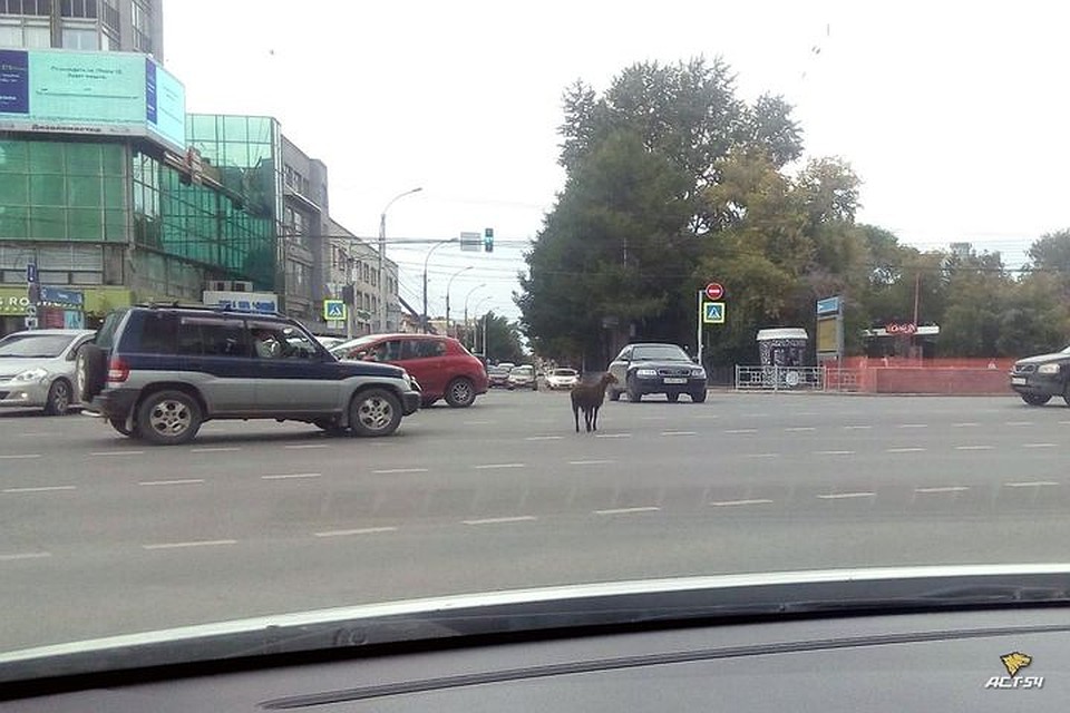 В соцсетях сибиряки предполагают, что животное сбежало с праздника Курбан-байрам. Фото: "АСТ-54"