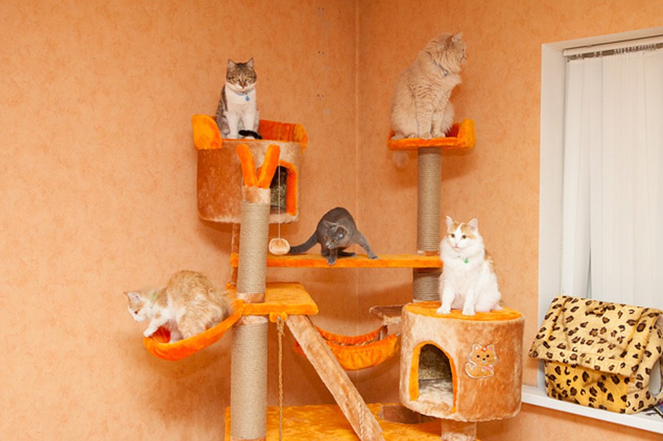 Саратов. Клуб для любителей кошек.