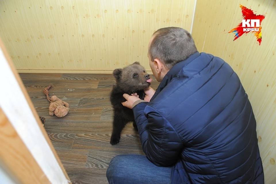 Медвежонок сразу проявил симпатию к дрессировщику. Фото: Ирина МОЛОКОТИНА