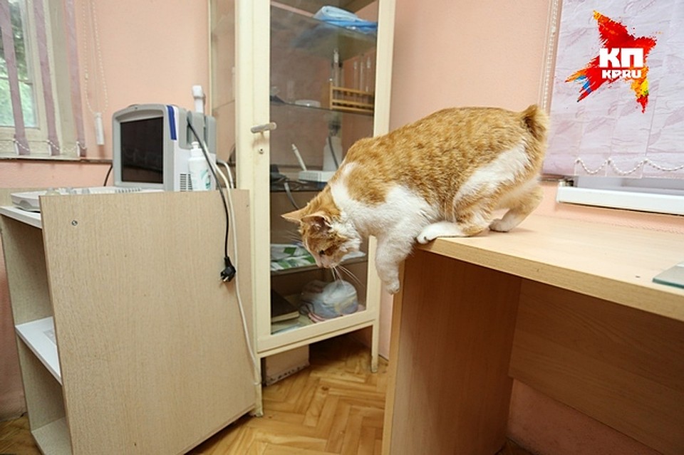 Фото: Роман ЗЛОБИН