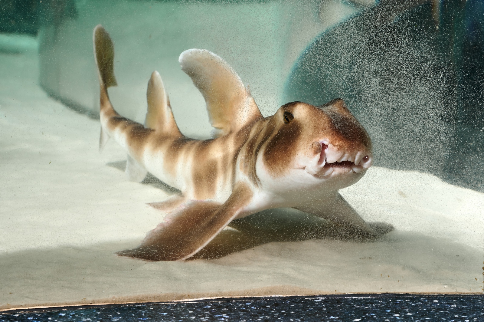 В Москвариуме появился символ 2021 года — японские бычьи акулы