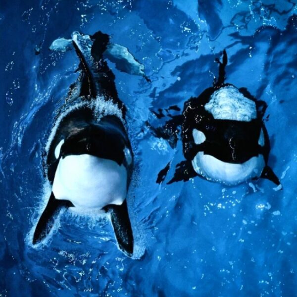 «Ная. Знакомство с морскими обитателями» в Москвариуме