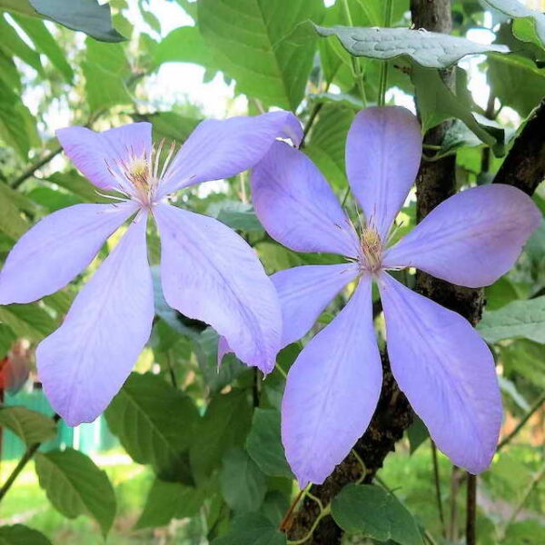 Выставка клематисов