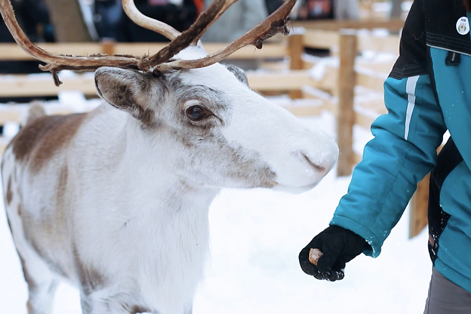 Ко Дню студентов Городская ферма в Москве показала, как альпака учится расчесываться, а олень — подавать копыто