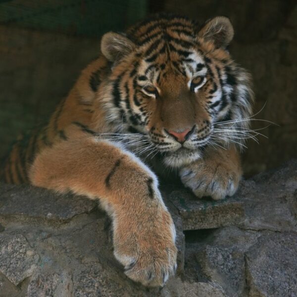 День хищника в Ленинградском зоопарке