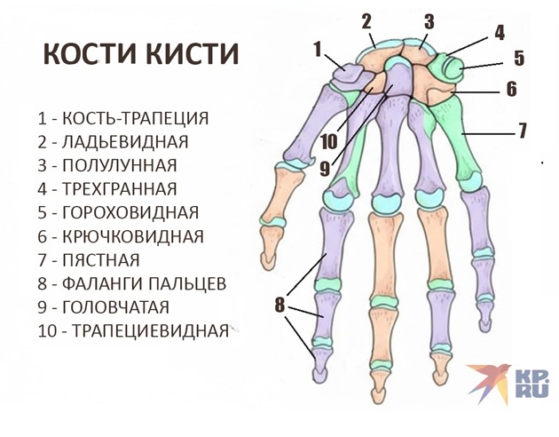 Кости кисти