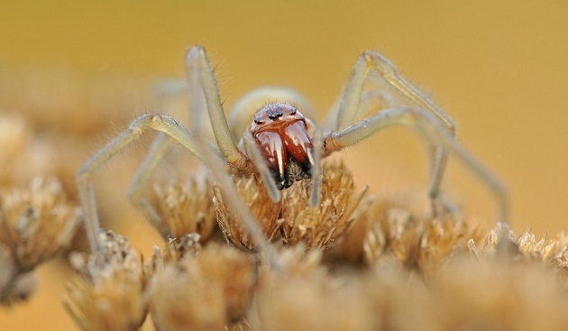 Укус паука: как выглядит, первая помощь, лечение, последствия