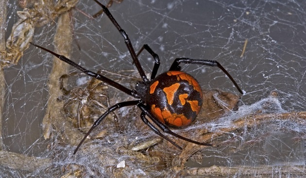 Укус паука: как выглядит, первая помощь, лечение, последствия