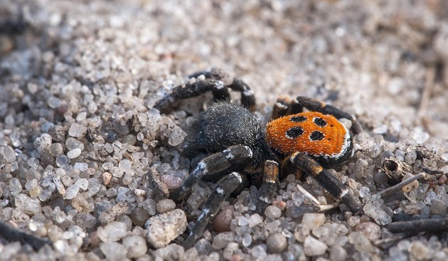 Укус паука: как выглядит, первая помощь, лечение, последствия