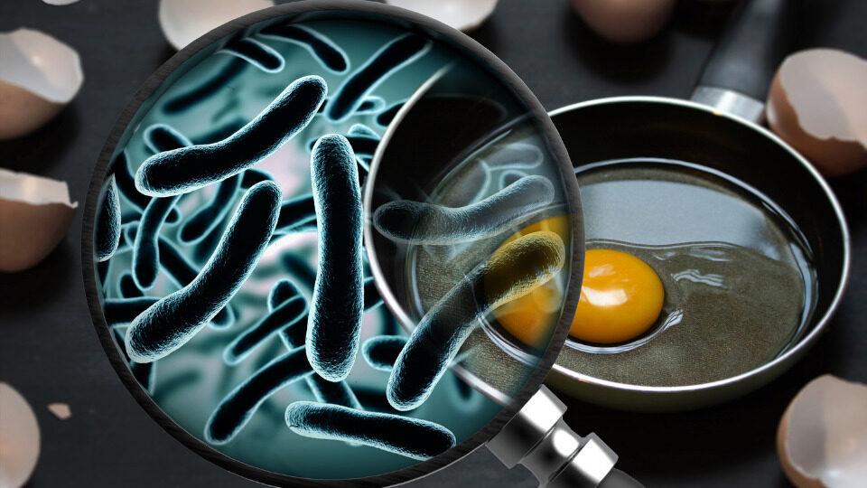 Сальмонеллез у взрослых