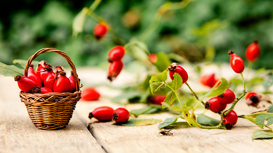 Плоды шиповника