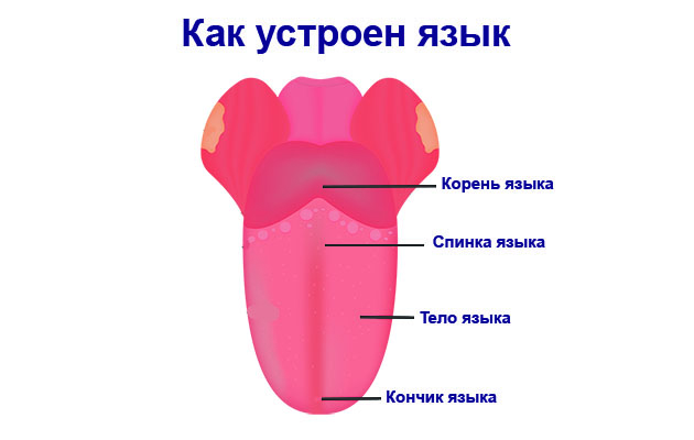 Как устроен язык