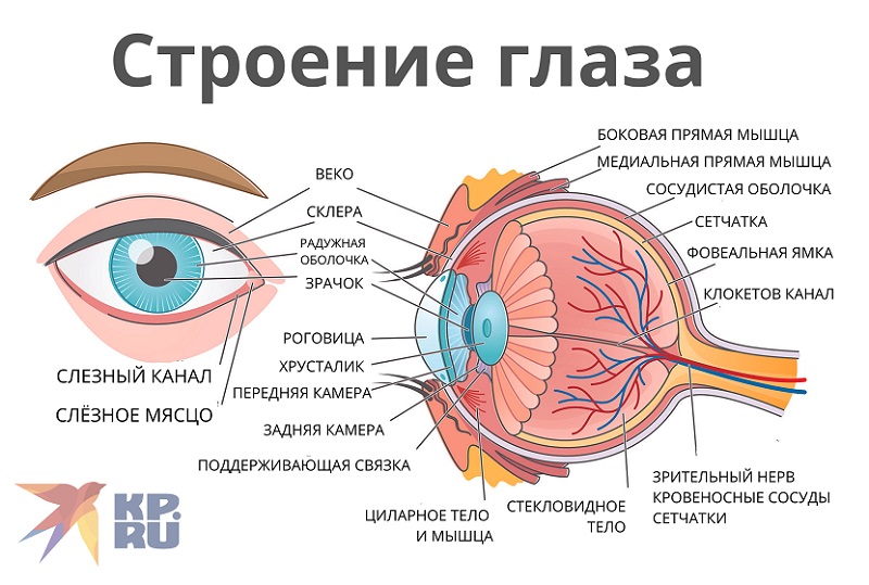 Строение глаза