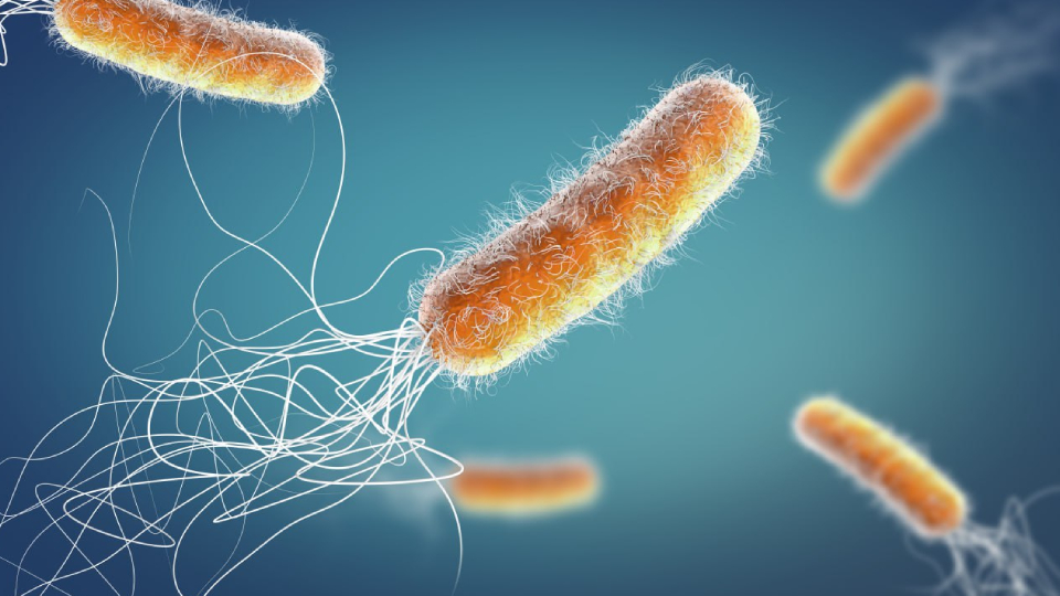 Синегнойная палочка: что это, симптомы, лечение, среда обитания на ...