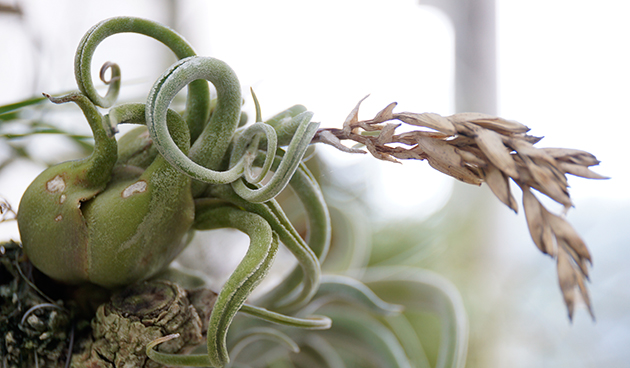 Tillandsia 