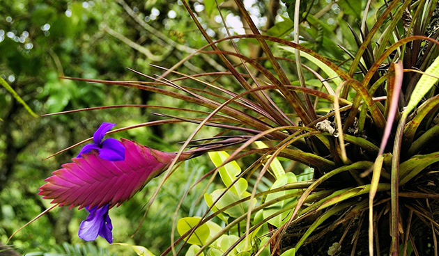 Tillandsia modrá (Tillandsia cyanea)