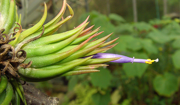 Tillandsia violet (Tillandsia ionantha)