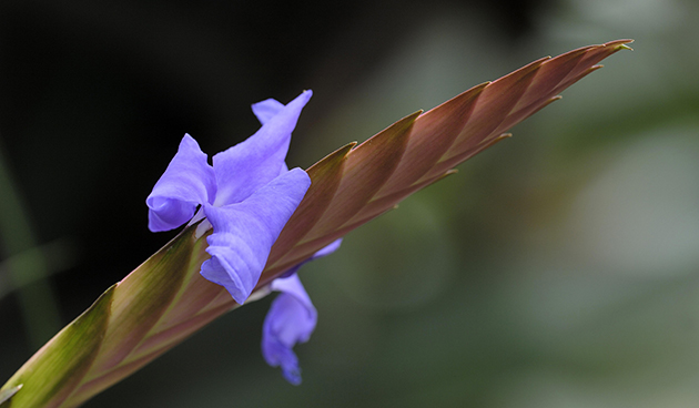 Tillandsia Linden (Tillandsia Lindenii)