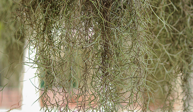 Tillandsia usneoides (Tillandsia usneoides)