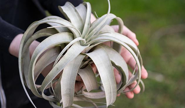 Tillandsia xerographica (Tillandsia xerographica)