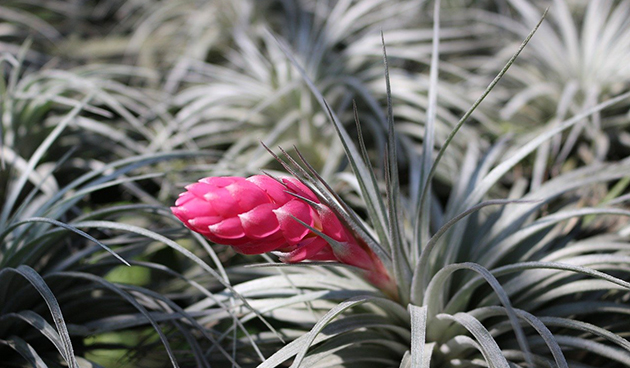 Tillandsia