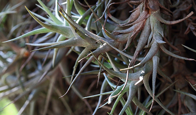 Tillandsia