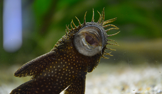 Рыбки анциструсы