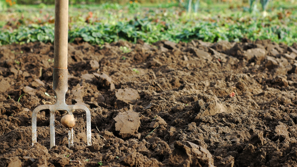 Лунный посевной календарь садовода и огородника на октябрь 2025 года