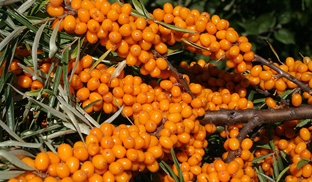 ветка облепихи