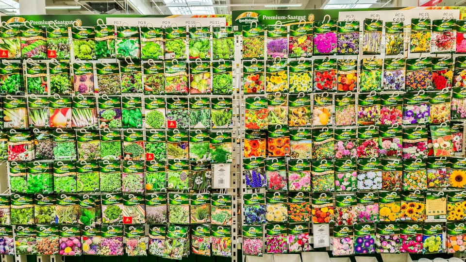 Как правильно выбрать семена для рассады